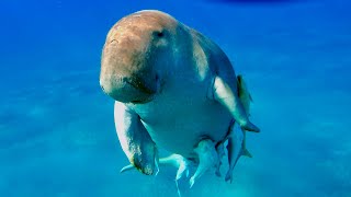 Seekuh Ägypten Marsa Alam Dugong Egypt Manatee Abu Dabbab snorkeling schnorcheln red sea Rotes Meer [upl. by Lynsey]