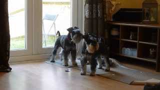 Mini Schnauzers barking HIGH PITCHED [upl. by Willie]