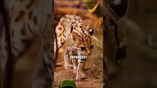 🐆 5 CURIOSIDADES sobre el OCELOTE [upl. by Adihsar]