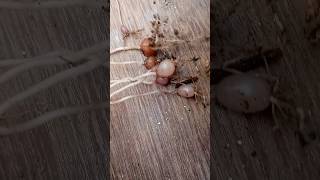 Growing Cyclomen Seedling👍👍 shortsyoutubeviralvideo [upl. by Atteynad]