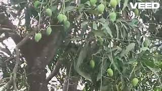 viral viralvideos viralshorts shorts viralreels video sound viralvideo tree mango [upl. by Koa765]