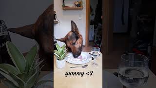 Odin the german shepherd amp the butchers menu part 41 germanshepherd dogs gsd asmr shorts cute [upl. by Phebe]