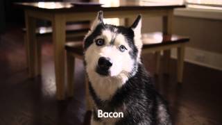 Mishka the Talking Husky says quotBaconquot [upl. by Eelyram]