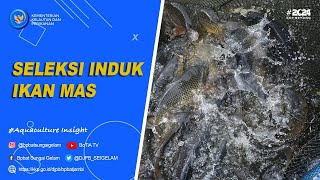 Seleksi Induk ikanmas aquaculture insight 12 [upl. by Zeni]