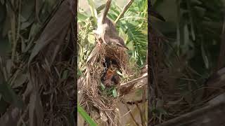 Babies Bird Eat on Nest birds birdslover bird nest nestbird birdcries feedshorts feedbird [upl. by Karlotte]