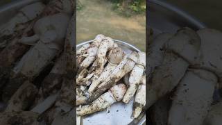 Mushroom 🍄 ঘরের ভিটেতে মাশরুম ফুটেছেshortvideo [upl. by Alauqahs602]