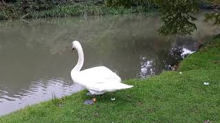 Graceful Tales The Life of a Swan in Temple Newsam Parkland Leeds West Yorkshire UK [upl. by Kliber]