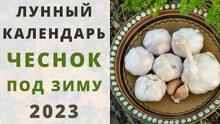 ОЗИМЫЙ ЧЕСНОК Сроки посадки под зиму по лунному календарю 2023 ОКТЯБРЬ НОЯБРЬ и ДЕКАБРЬ [upl. by Enialem]