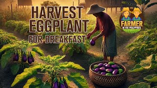 Harvest eggplant and cook  Philippine Farm Life farmvilph [upl. by Baram654]