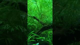 Planted aquariumaboneol cae plantedtankakvaryum newshorts [upl. by Dina]