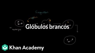 Glóbulos brancos [upl. by Osrit]