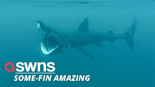 Wildlife ranger captures endangered basking shark swimming next to him in Hirta Scotland  SWNS [upl. by Heti]