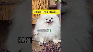 The Fascinating Secret Behind Dogs Head Tilting [upl. by Kcired324]