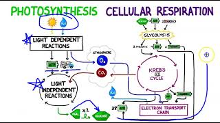 AP Biology Photosynthesis Lecture 1 [upl. by Nnasus997]