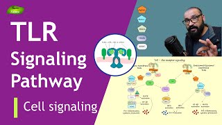 Tolllike receptor Signaling Pathway  MyD88  TRIF Pathways  Basic Science Series [upl. by Notlehs]