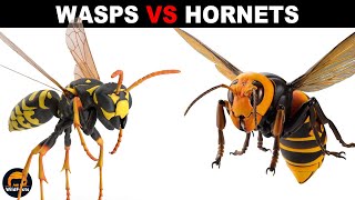 What is the Difference Between Wasps and Hornets [upl. by Aneg]