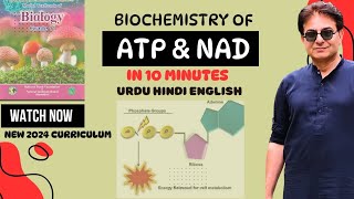 ATP Adenosine Triphosphate amp NAD Nicotine amide Adenine Dinucleotide  Biology Grade 11  Urdu Hindi [upl. by Akehsay]