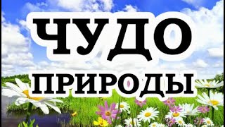 ОШО — Таинство природы [upl. by Nosnhoj]