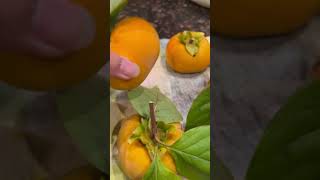 Persimmons fruit genus Diospyros latefall yellow antioxidants fiber vitamina sweet honey [upl. by Ehud]