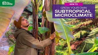 How to grow your own SUBTROPICAL MICROCLIMATE  250 year old example [upl. by Forward]