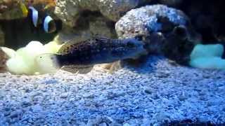 SLEEPER BANDED GOBY SIFTING SAND [upl. by Yevre]