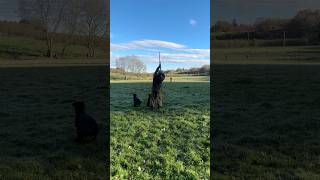 Driven Shooting with Labrador Retriever Gundogs pheasants partridges [upl. by Joly]