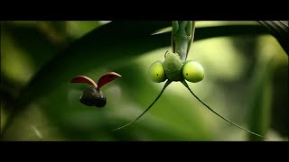 Ladybugs in Trouble animation subscribe like instagram viral film [upl. by Attennhoj]