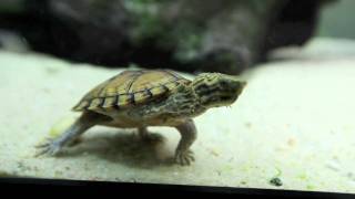 Stripeneck Musk Turtle  Pt 2 [upl. by Aynek]