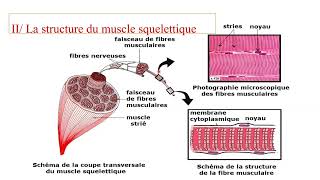 أجي تشوف الفقرة المحذوفة من درس الجهاز العضلي Système musculaire 3ème année collège [upl. by Idalina394]