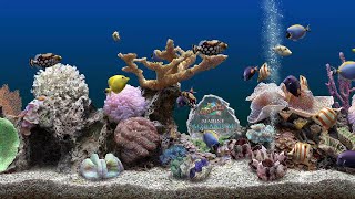 Marine Aquarium 3 [upl. by Elihu]