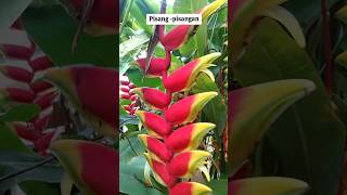 tanamanhias Tanaman hias pisangpisangan Heliconia rostrata [upl. by Ahseyn844]