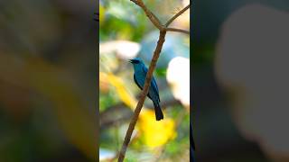 Verditer Flycatcher viralreels viralshorts viralvideos birding trendingreel viral naturelover [upl. by Asimaj]