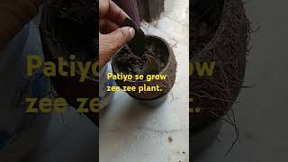 Patiyo se grow Zee Zee plant [upl. by Poppy538]