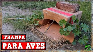 Trampa Para Aves CON Caja de CARTÓN AUTOMÁTICA Y EFECTIVA CASERA Tutorial YMX supervivencia [upl. by Reeher]