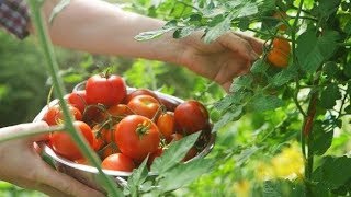 PIANTARE I POMODORI  COME OTTENERE TANTE PIANTE DI POMODORO DA UNUNICA PIANTA  ORTO SANO [upl. by Airemat713]