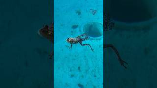 Frogs amplexus in a pool in Curaçao [upl. by Anilecram]