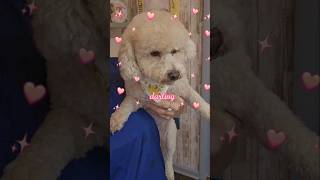 Bichon Poodle mix goes to the groomers dog grooming [upl. by Sloatman]