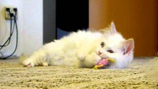 Lilac Bicolor Ragdoll kitten growling while playing [upl. by Ravel862]