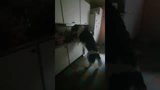 Borzoi does the dishes again [upl. by Neehsar]