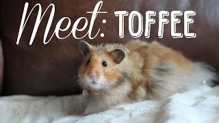 MEET TOFFEE past hamster [upl. by Yusem573]