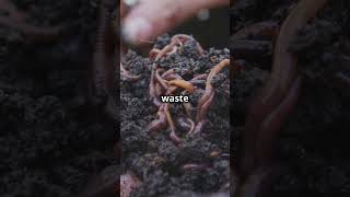 Earthworms Nature’s Tiny Soil Engineers 🪱  facts shorts earthworm [upl. by Ttelrahc]