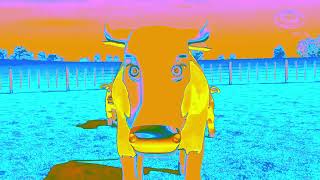 La Vaca Lola Cow Effects  Cool Special Visual amp Audio Effects Edit PART 2 [upl. by Zaslow209]