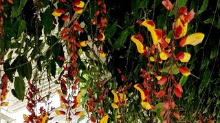 Thunbergia Mysorensis Indian clock vine Enraizar esqueje Parte 3 [upl. by Silera943]