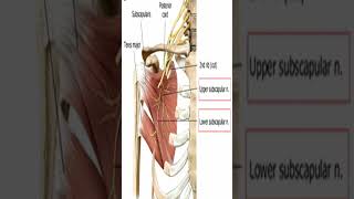 Anatomy Teres Major Muscle Shorts [upl. by Jody132]