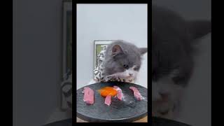 Cat Mukbang ASMR Eps 43 asmrcat cat catasmr cateating [upl. by Atipul]