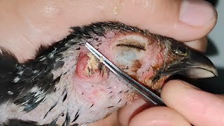 chicken need help  earwax removal  ушная сера [upl. by Omero935]