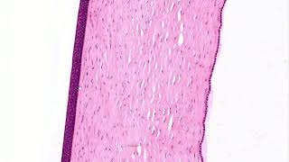 Histología de ÉPITELIO PLANO simple y estratificado  Express  ⏰ [upl. by Rouvin]