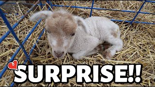 SUMMER LAMBING DIARIES  Some sweet EARLY surprises and ONE BIG mystery to solve Vlog 812 [upl. by Tanner]