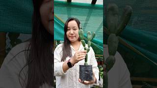 Opuntia Canterae elata shortvideo plantcollection showcase subscribeformore cactulover [upl. by Vershen]