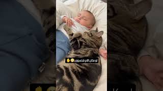 لو كنتوا مكان الام وش تسوون 😂 اكسبلور cat جميلة funny عصبيه [upl. by Tailor930]